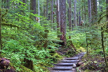 Trail to Sol Duc Falls, Rain Forest, Olympic National Park, UNESCO World Heritage Site, Washington, United States of America, North America