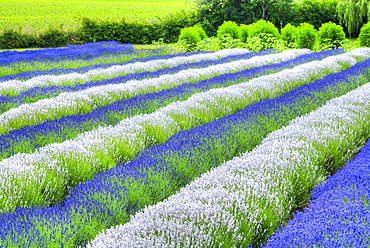 Growing white and blue lavender (Lavandula), Sequim, Olympic Peninsula, Washington, United States of America, North America