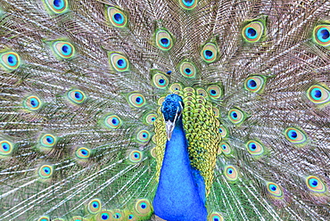 Peacock (Pavo Cristatus), Sequim, Olympic Peninsula, Washington, United States of America, North America