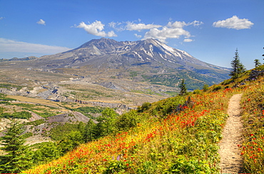 Mount St. Helens with wild flowers, Mount St. Helens National Volcanic Monument, Washington State, United States of America, North America