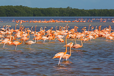 American Flamingos (Phoenicopterus ruber), Celestun Biosphere Reserve, Celestun, Yucatan, Mexico, North America