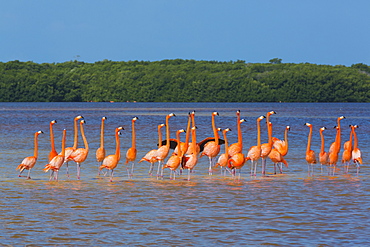 American Flamingos (Phoenicopterus ruber), Celestun Biosphere Reserve, Celestun, Yucatan, Mexico, North America