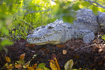 Morelet Crocodile (Crocodylus Moreletii), Rio Lagartos Biosphere Reserve, Rio Lagartos, Yucatan, Mexico, North America