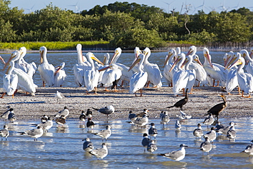 American White Pelicans (Pelecanus Erythrorhynchos), Rio Lagartos Biosphere Reserve, Rio Lagartos, Yucatan, Mexico, North America