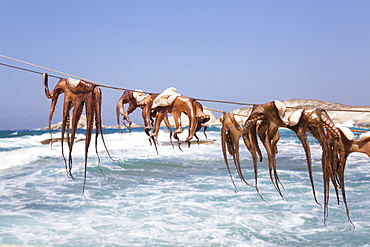 Drying Octopus, Mandrakia Village, Milos Island, Cyclades Group, Greek Islands, Greece, Europe