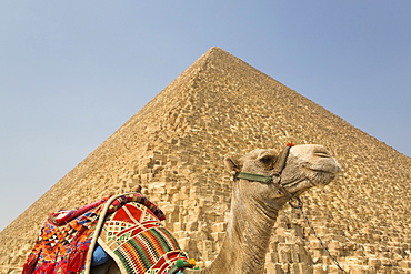 Camel, Cheops (Khufu) Pyramid in background, Great Pyramids of Giza, UNESCO World Heritage Site, Giza, Egypt, North Africa, Africa