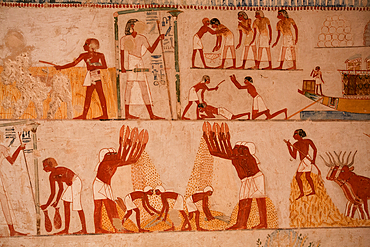 Harvesting Grain, Wall Paintings, Tomb of Menna, TT69, Tombs of the Nobles, Ancient Thebes, UNESCO World Heritage Site, Luxor, Egypt, North Africa, Africa