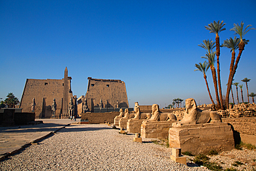 Avenue of Sphinxes, First Pylon of Rameses II, Luxor Temple, UNESCO World Heritage Site, Luxor, Egypt, North Africa, Africa