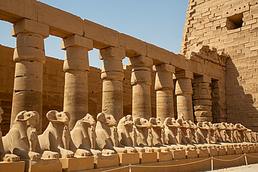 Ram-Headed Sphinxes, Great Court, Karnak Temple Complex, UNESCO World Heritage Site, Luxor, Egypt, North Africa, Africa