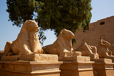 Row of Ram-Headed Sphinxes, Corridor Entrance, Karnak Temple Complex, UNESCO World Heritage Site, Luxor, Egypt, North Africa, Africa