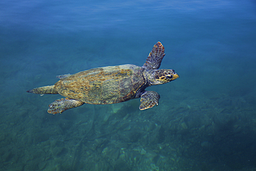 Loggerhead Turtle, Harbor, Megisti Bay, Kastellorizo, Dodecanese Islands, Greece