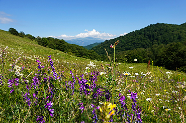 Alpine meadow, Dilijan, Armenia