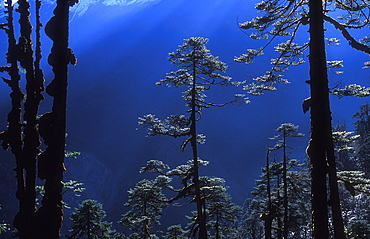 Pine trees glisten in the early morning sunlight in the remote Hingku Valley, near Mount Everest, Khumbu Region, Nepal, Asia