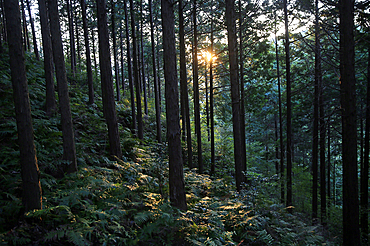 Forest at Mount Joyaima, Izu Peninsula, Honshu, Japan, Asia