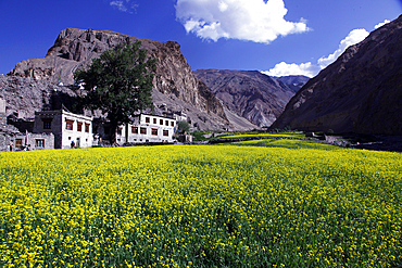 A mountain village in the Markha Valley, Zanskar, India, Asia