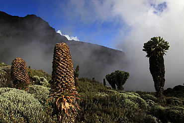 Giant groundsels growing at 4000 metres on the slopes of Mount Kilimanjaro, Tanzania, East Africa, Africa