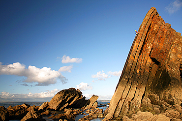 Rock climber in action, Culm Coast, North Devon, England, United Kingdom, Europe