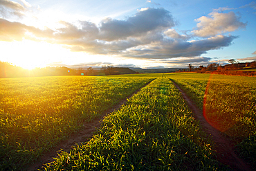 By-way through a field, Monmouthshire, Wales, United Kingdom, Europe