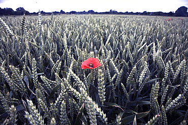 Poppy in a field of wheat, Norfolk, England, United Kingdom, Europe