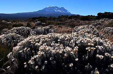 Kilimanjaro from the Shira Plateau, Tanzania, East Africa, AFrica