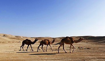 Arabian camels in the Judean Desert, Israel