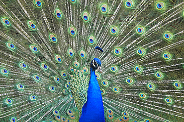 Peacock in the gardens of Schloss Ambras, a Renaissance castle and palace located in the hills above Innsbruck, Austria, Europe