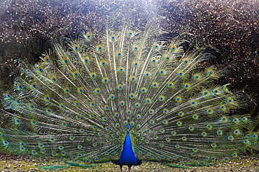 Peacock in the gardens of Schloss Ambras, a Renaissance castle and palace located in the hills above Innsbruck, Austria, Europe