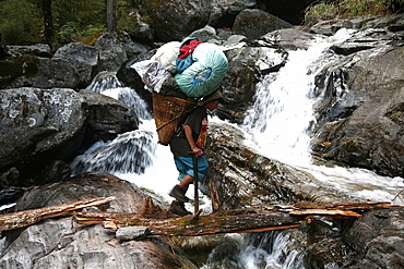 A porter crosses a river using a fallen log whilst carrying a heavy load up the Hingku Valley, near Lukla, south of Mount Everest, Nepal Himalaya, Nepal, Asia