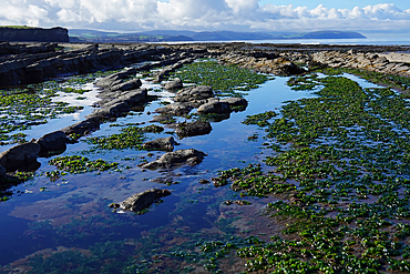 The intertidal zone of the Quantock Coast, West Somerset, contains an abundance of geology and wildlife. It is a Site of Special Scientific Interest (SSSI) and is of international geological importance.