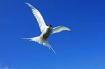 Tern in flight, Farne Islands, Northumberland, England, United Kingdom, Europe