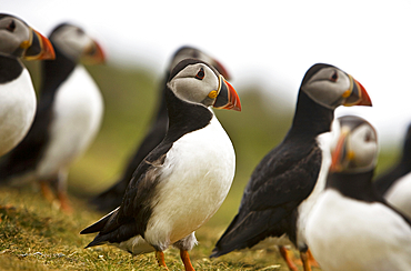 Puffins, Mingulay, Outer Hebrides, Scotland, United Kingdom, Europe