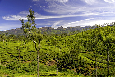 Tea plantations, Devikulam, near Munnar, India, Asia