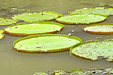 Floating lily leaves