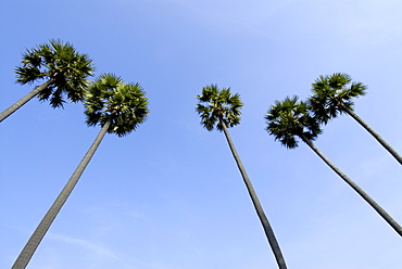 Tall palm trees, Tamil Nadu, India, Asia