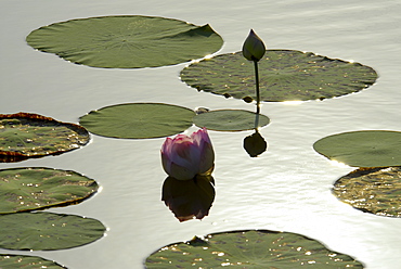 Lotus in a pond, Tamil Nadu, India, Asia