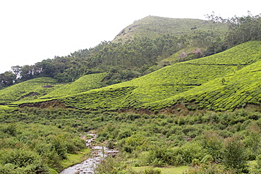 Landscape, Munnar, Kerala, India, Asia