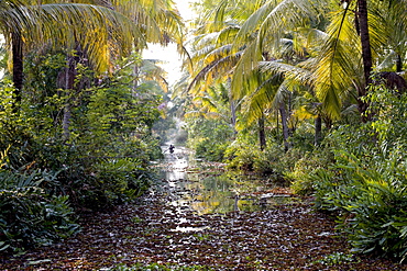 Backwaters, Vaikom, Kerala, India, Asia