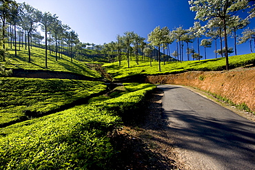 Tea plantations, Vagamon, Kerala, India, Asia