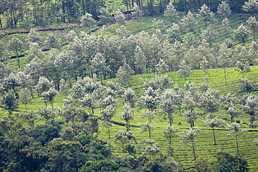 Landscape, Munnar, Kerala, India, Asia