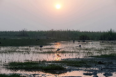 Migratory birds feeding in the shallow waters at the edge of Cilika Lake as the sun sets, Odisha, India, Asia