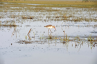 Black tailed godwit feeding in the shallow waters at the edge of Cilika Lake, Odisha, India, Asia