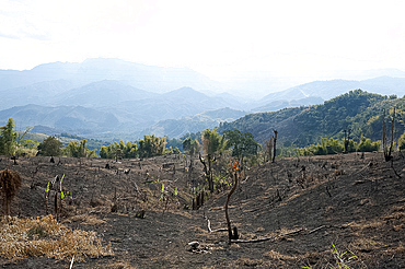 Desecration across beautiful Naga hills from the government slash and burn system, to improve land for cultivation, Nagaland, India, Asia