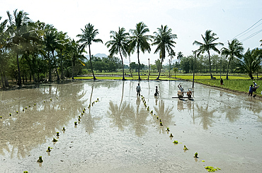 Man ploughing rice paddy with pair of bullocks, ready for planting new crop of rice, family helping, Tamil Nadu, India, Asia