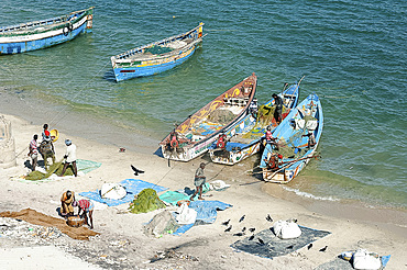 Fisherman carrying fish to land and tidying up their colourful fishing boats under Pamban Bridge, Rameshwaram, Tamil Nadu, India, Asia