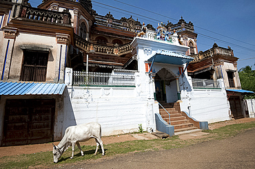 Cow grazing outside large old Chettinad mansion, Chettinadu, Tamil Nadu, India, Asia