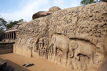 Beautiful 7th century bas relief carved Arjuna's Penance rock, Mahaballipuram, UNESCO World Heritage Site, Tamil Nadu, India, Asia