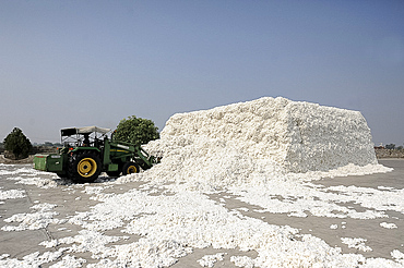 Cotton fibre, hand picked from local cotton fields, being transferred in bulk by digger into the factory for processing, Gujarat, India, Asia