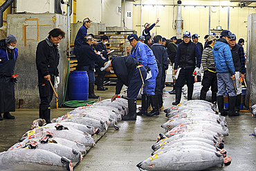 Restaurateurs and sushi makers at the Tuna fish auction in the early morning market of Tsukiji Shijo (market), Tsukiji, Tokyo, Japan, Asia