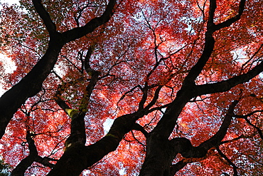 Glorious autumn leaf colour in the Japanese maple trees in Ginkakuji (Silver Pavilion) Zen temple garden, Kyoto, Japan, Asia