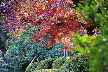 Trees in autumn colour reflected in pond at Kenruoken Garden, one of the most beautiful Feudal Lord's gardens, Kanazawa, Japan, Asia